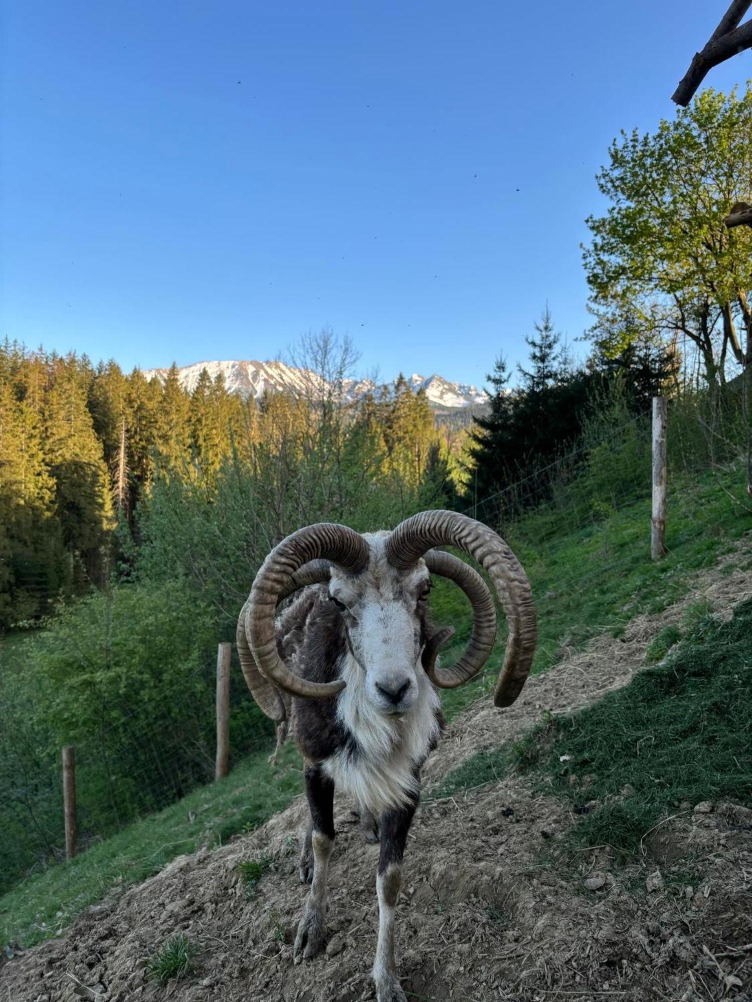 Arcychata * Zakopane