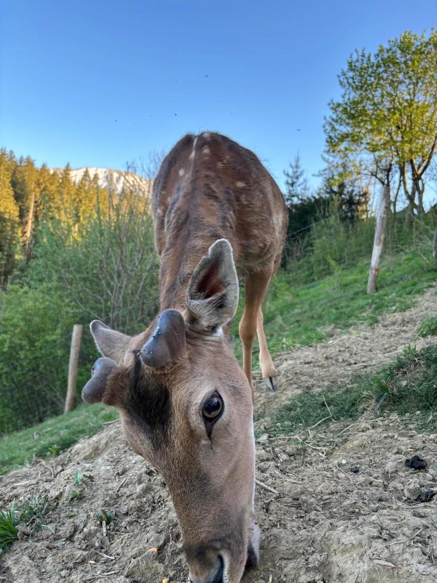Arcychata * Zakopane